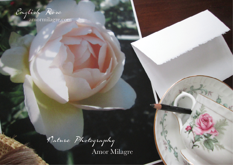 English Rose Nature Photography Art Print Greeting Card Amor Milagre amormilagre.com 1